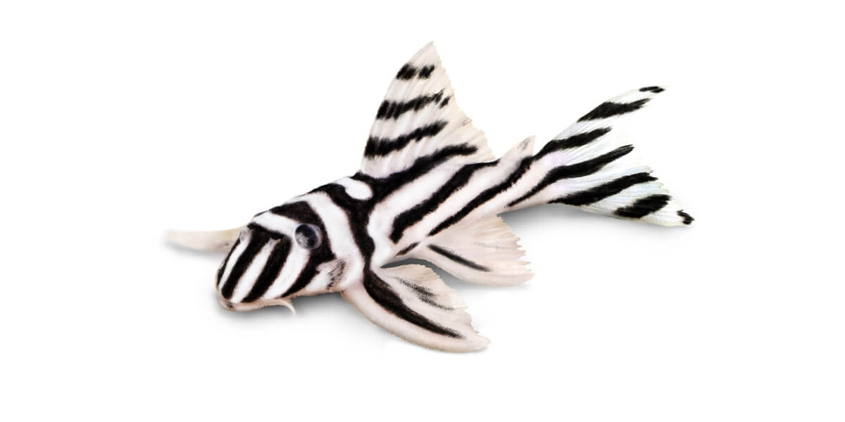 Read more about the article Feeding Carnivorous Bottom Feeders with Precision Nutrition