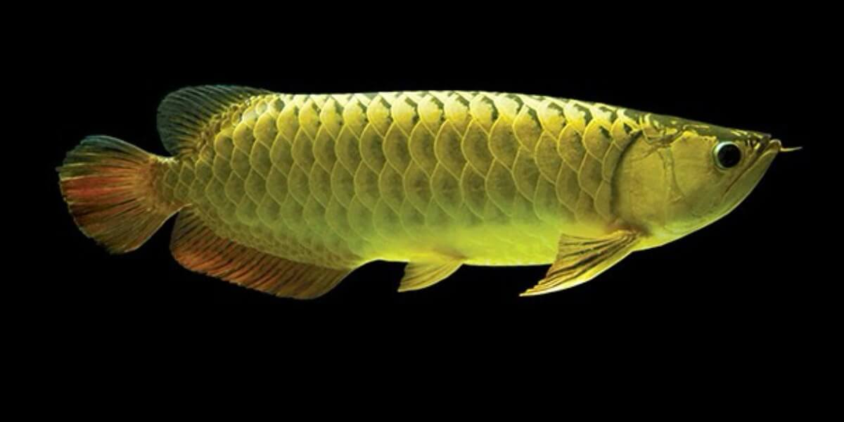 Read more about the article Feeding Surface Predators the Right Way