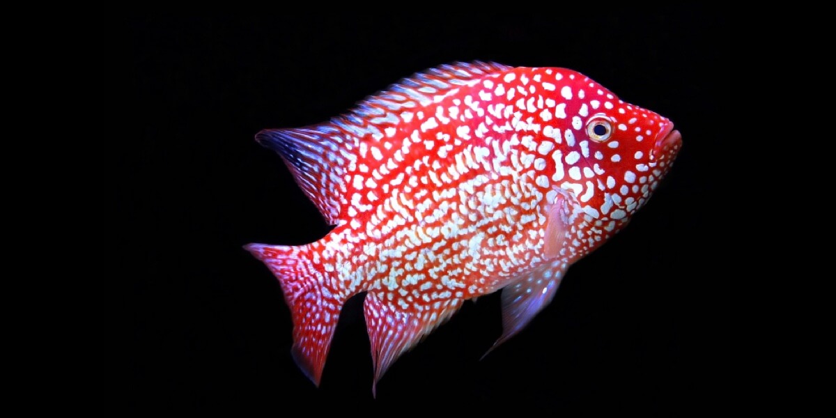 Read more about the article Feeding Carnivorous Fish with Natural Insect Protein