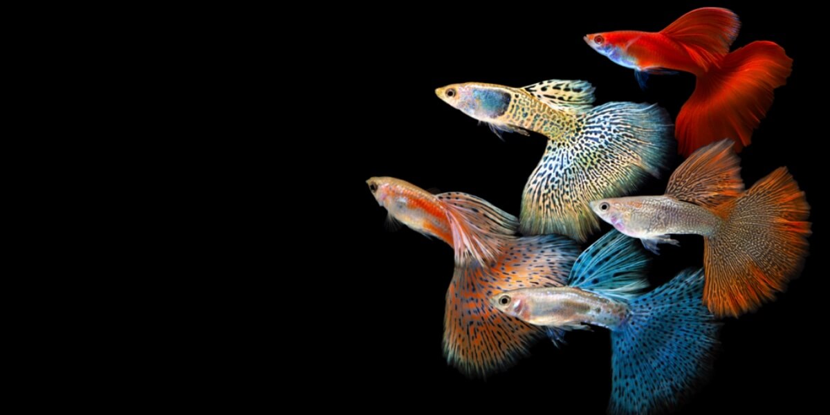 Read more about the article Live Food Inspired Nutrition for Aquarium Fish