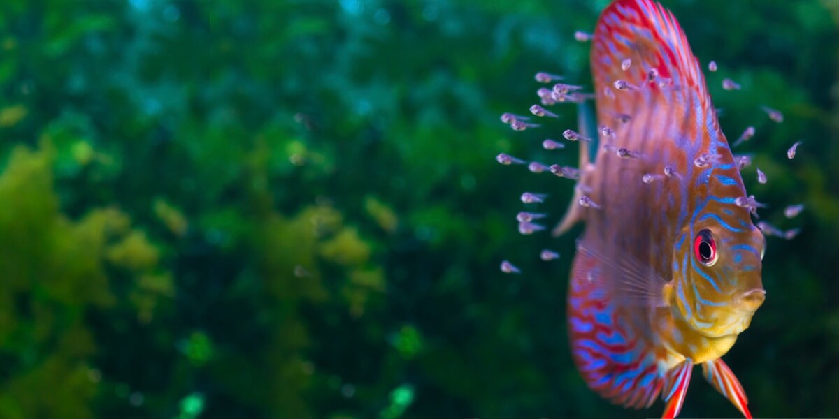 Read more about the article Precision Nutrition for Every Stage of Fish Life